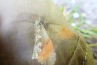 Anthocharis cardamines