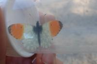 Anthocharis cardamines