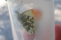 Anthocharis cardamines