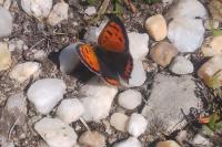 Lycaena phlaeas
