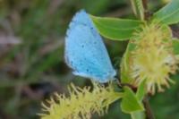 Celastrina argiolus