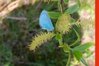 Celastrina argiolus