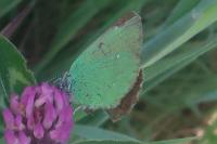 Callophrys rubi