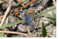 Polyommatus icarus