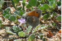 Coenonympha pamphilus