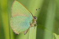 Callophrys rubi