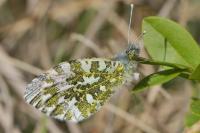 Anthocharis cardamines