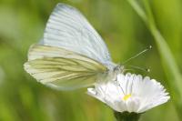 Pieris napi