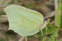 Gonepteryx rhamni