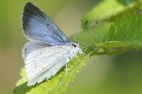 Celastrina argiolus