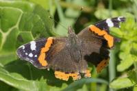 Vanessa atalanta
