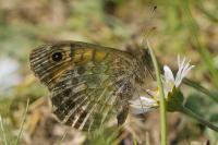 Lasiommata megera