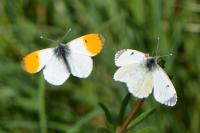 Anthocharis cardamines