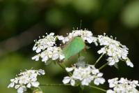 Callophrys rubi