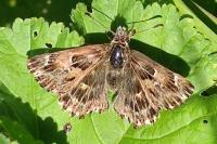 Carcharodus alceae