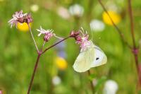 Pieris brassicae