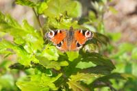 Aglais io