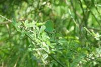 Callophrys rubi