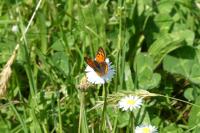 Lycaena phlaeas