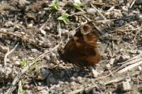 Aglais io