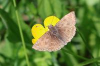 Erynnis tages