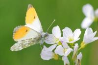 Anthocharis cardamines