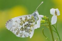 Anthocharis cardamines
