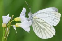 Pieris napi