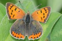 Lycaena phlaeas
