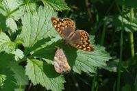 Pararge aegeria