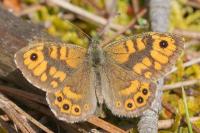 Lasiommata megera