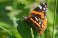Vanessa atalanta