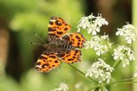 Araschnia levana