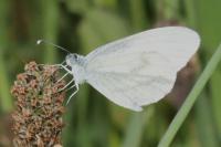 Leptidea sinapis