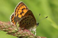 Lycaena tityrus