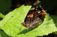 Vanessa atalanta