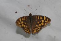 Pararge aegeria