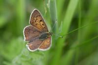 Lycaena tityrus