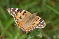 Vanessa cardui
