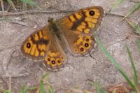 Lasiommata megera
