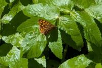 Pararge aegeria