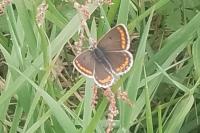 Aricia agestis