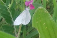 Leptidea sinapis