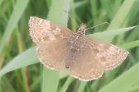 Carcharodus alceae