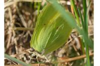 Gonepteryx rhamni