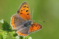 Lycaena phlaeas