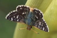 Spialia sertorius