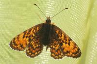 Melitaea phoebe