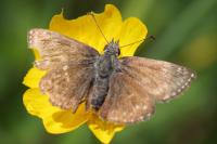 Erynnis tages