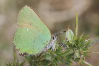 Callophrys rubi